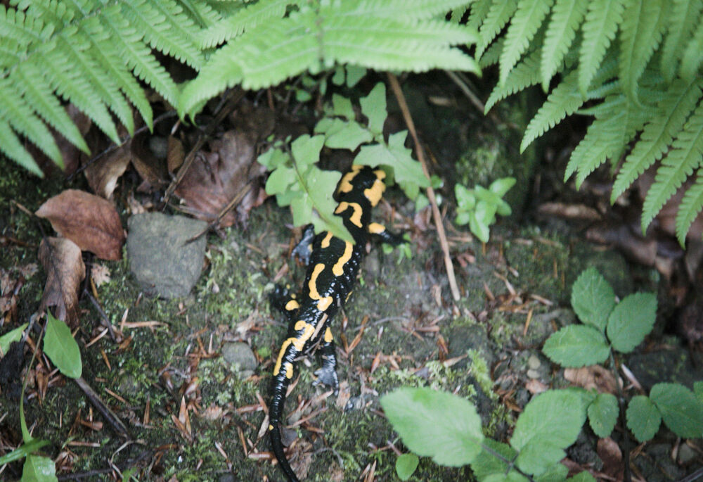 28-30 maja 2025 r. odbył się XXV Rajd Historyczno-Turystyczny „Pamięci 10. Brygady Kawalerii Pułkownika Stanisława Maczka”. Fot.: IPN Adam Kondracki