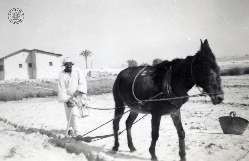 Praca na roli, okolice Aleksandrii, 1940 r. (IPN Ka 454/107, t. 1)