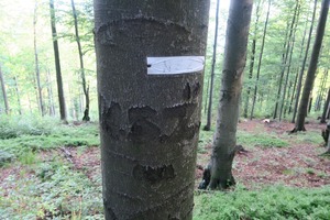 Drzewo pod który odkryto mogiłę „Edka” z wyciętym monogramem Narodowych Sił Zbrojnych.